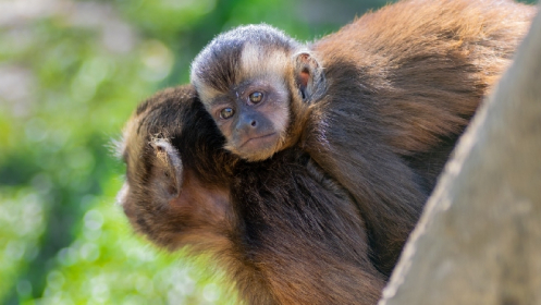 Entradas para el zoo 
