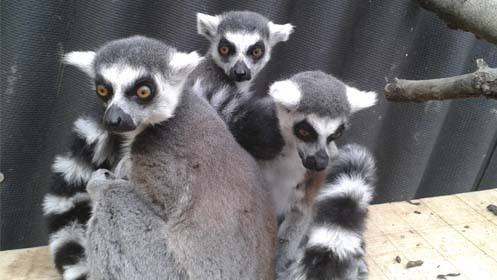 Entradas para el zoo "EL BOSQUE"