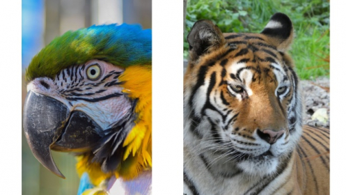 Entradas para el zoo "EL BOSQUE"